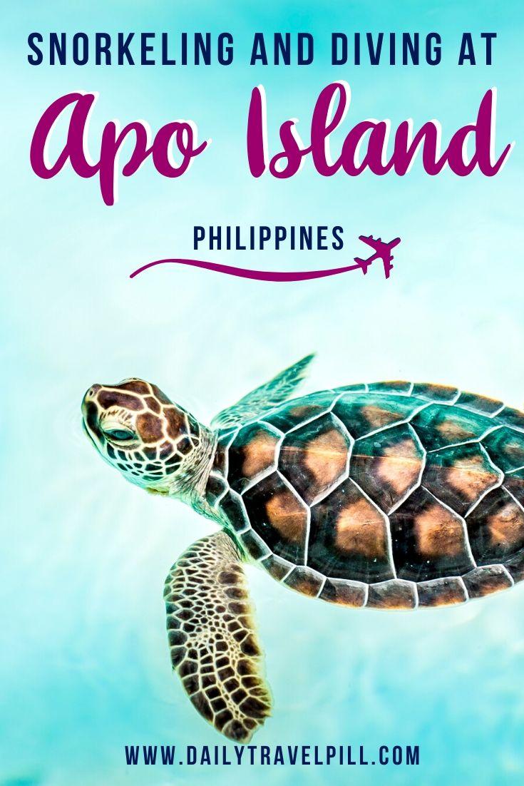 Snorkeling and diving at Apo Island, Philippines