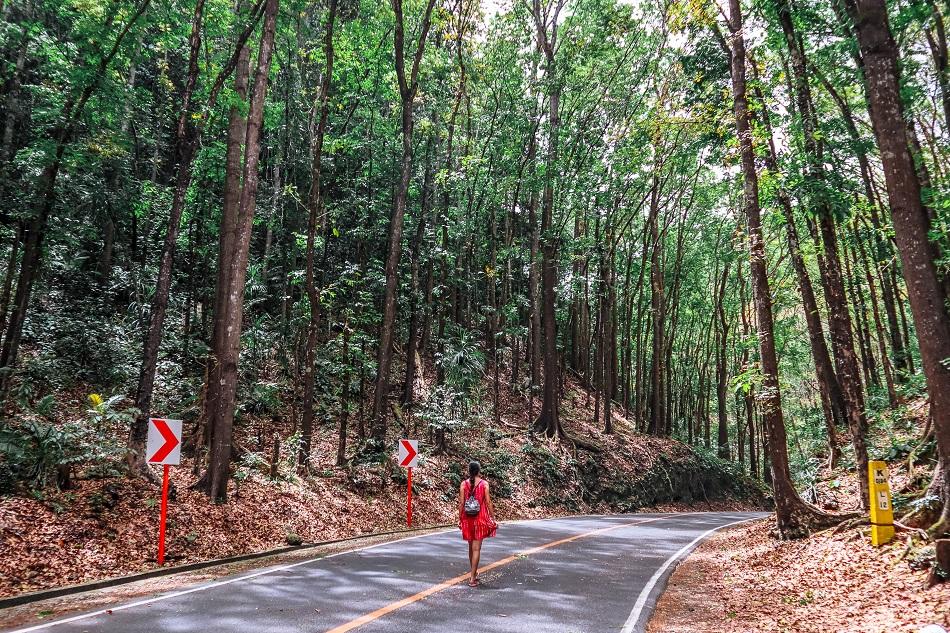 Bilar Loboc mahogany man-made forest in Bohol