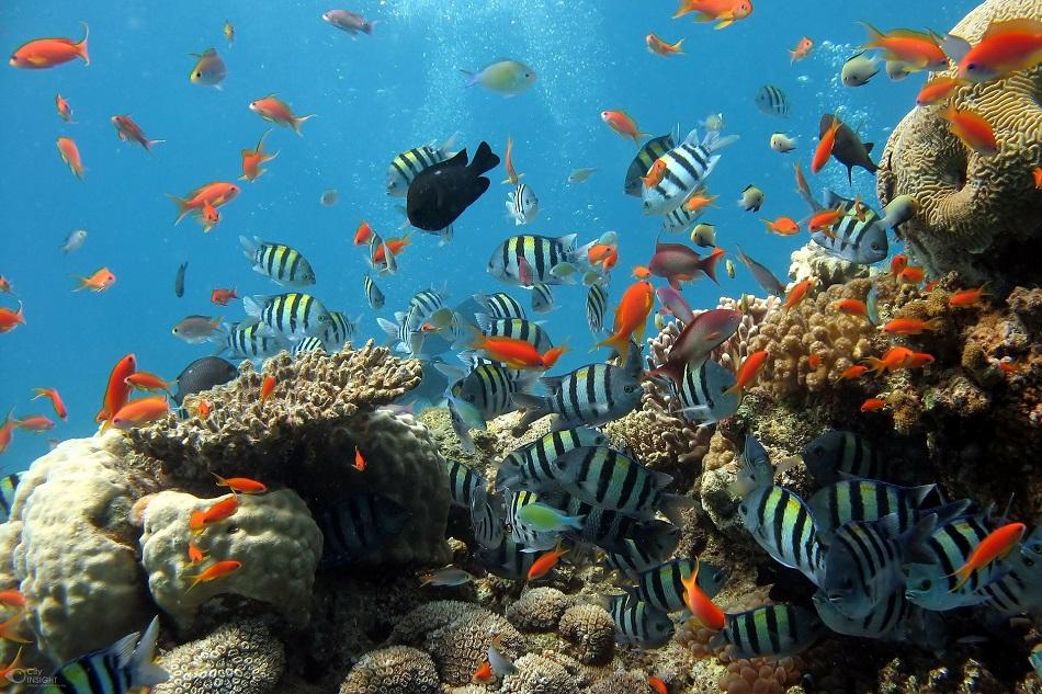 Busan Aquarium tourist attraction