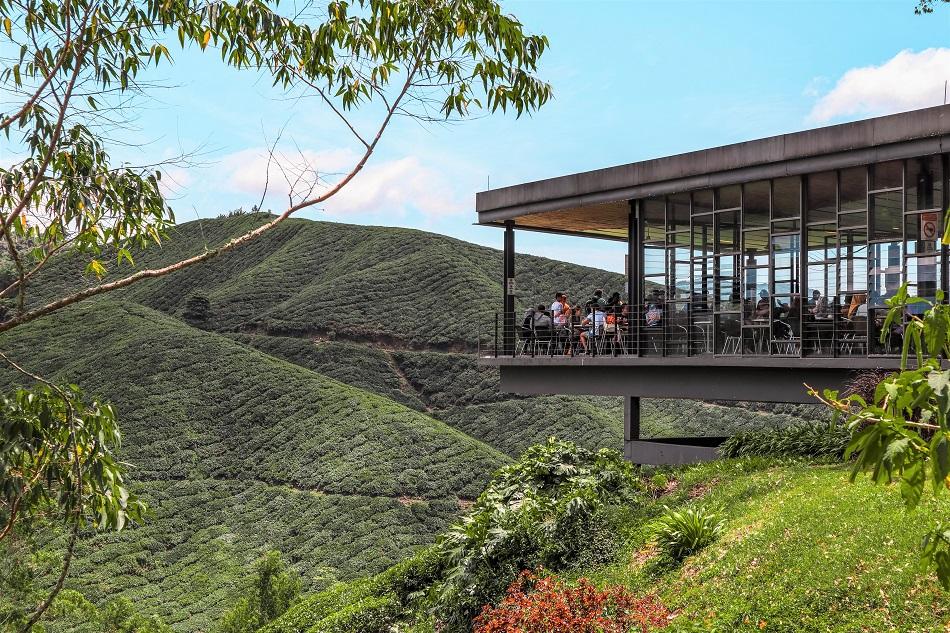 BOH Tea plantation Cameron Highlands
