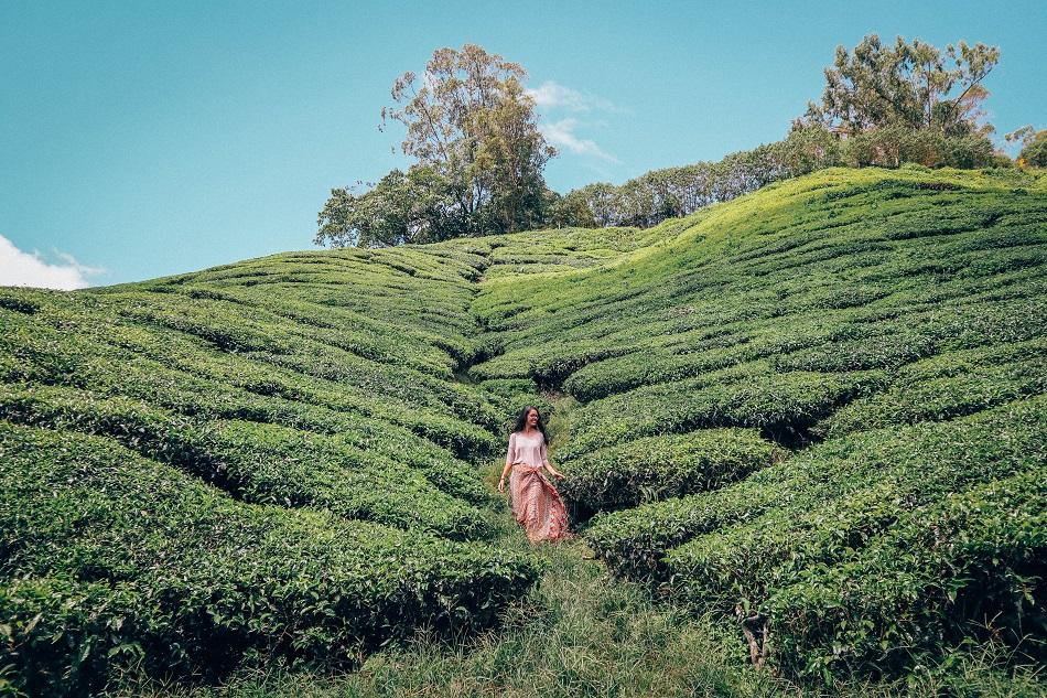 BOH Tea plantation Cameron Highlands