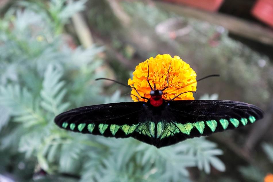 Cameron Highlands Butterfly Farm