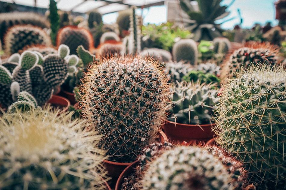 Cameron Highlands Cactus point