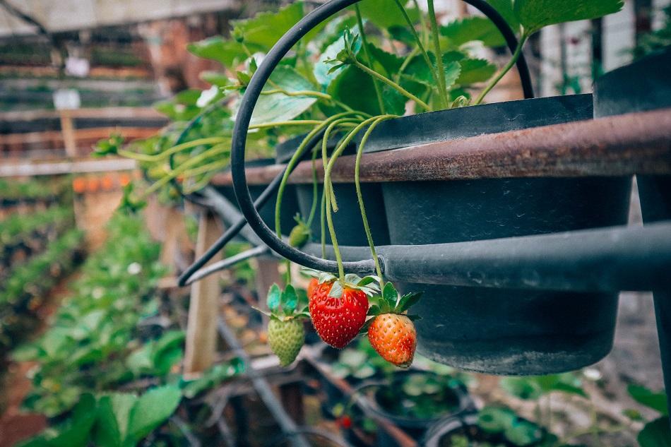 Cameron Highlands strawberry farm