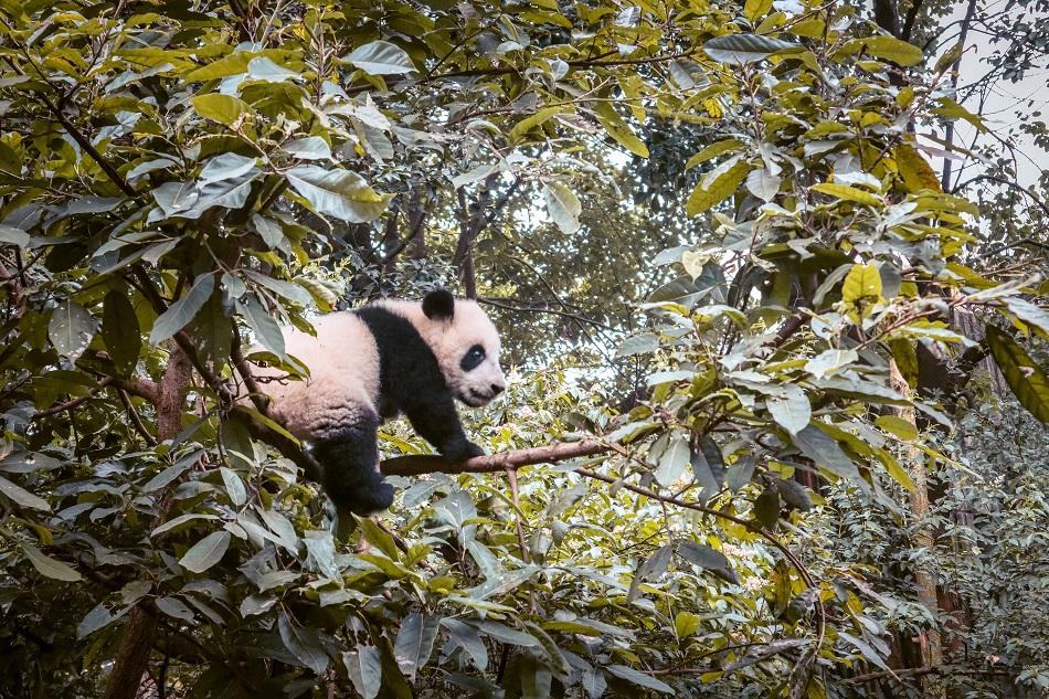 Giant Panda Research Base Chengdu