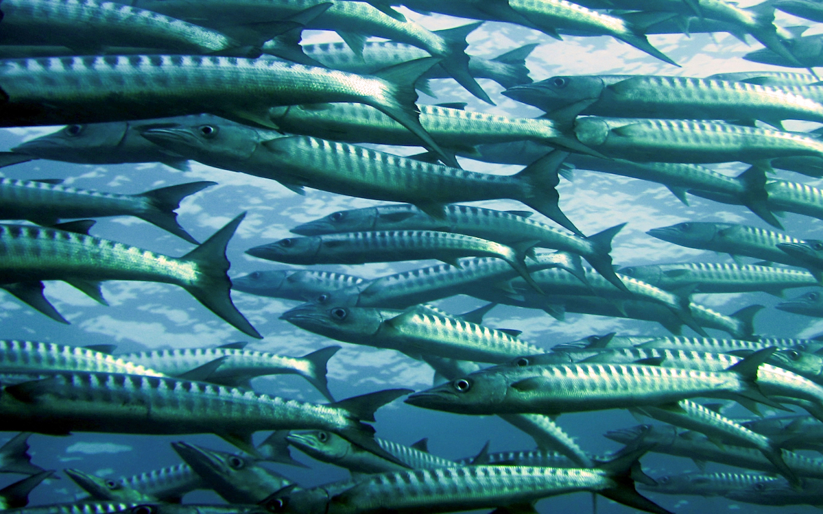 best snorkeling spots in Hurghada, best places for snorkeling in Hurghada, snorkeling in Hurghada, snorkeling places in Hurghada, Hurghada snorkeling places