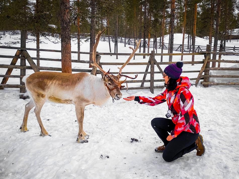 reindeer safari at Kakslauttanen Arctic Resort, Lapland