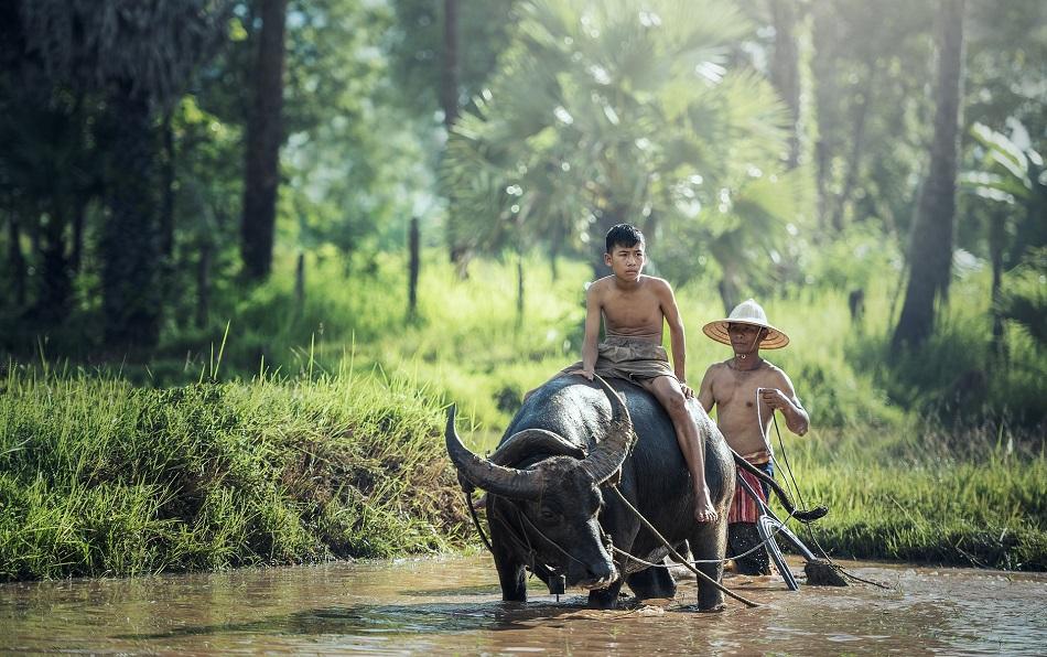 Laos nature