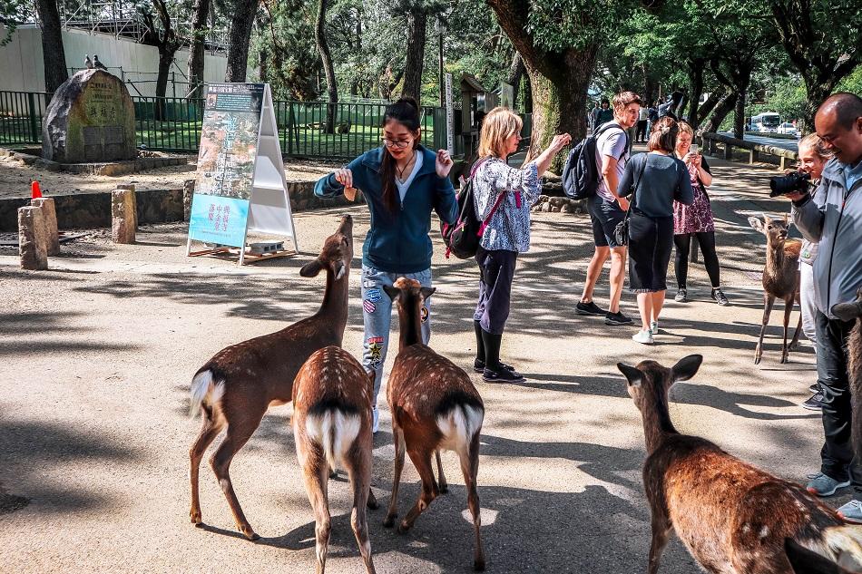 Local feeding the deer at Nara Park, Japan