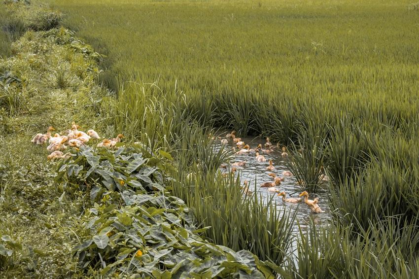 ducks in rice fields in Ninh Binh, Vietnam