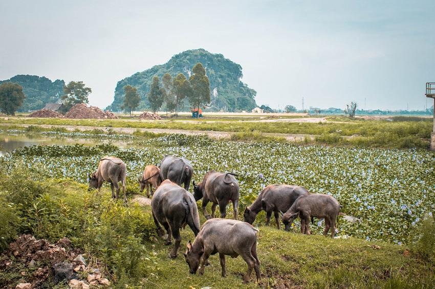 buffaloes in Ninh Binh Vietnam