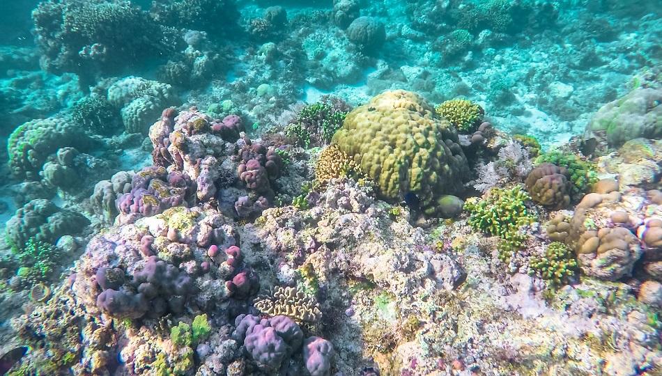 Tubod Beach Marine Sanctuary snorkeling