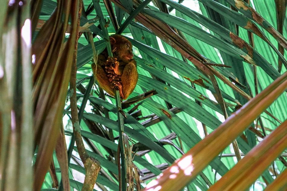 Tarsier Sanctuary in Bohol